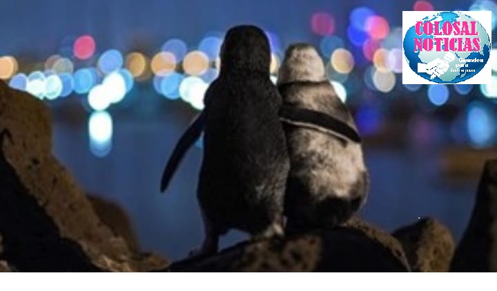 Pingüinos se abrazan y miran el horizonte en Australia.