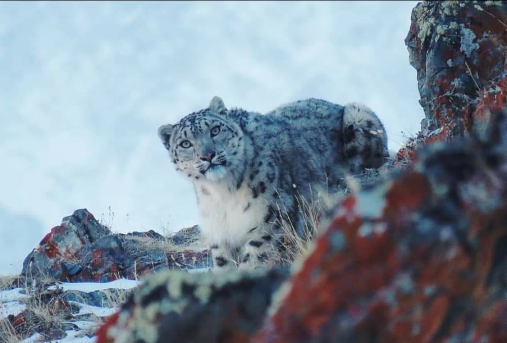Luego de varios años, captan leopardo de las nieves por ausencia humana