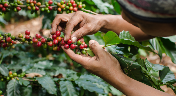 Broca afecta el 6,2% de la cosecha de café de Colombia, confirmando avance gradual