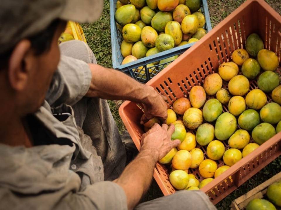 Agricultores del Meta, Casanare, Arauca y Vichada invitados a participar en convocatoria productiva