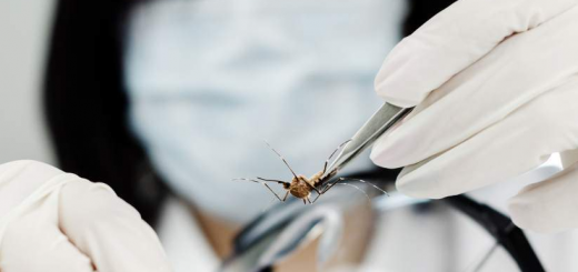 En zona de epidemia por dengue se encuentran Hato Corozal, Villanueva y Chámeza