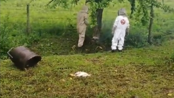 En Villavicencio familiares fueron atacados por enjambre de abejas