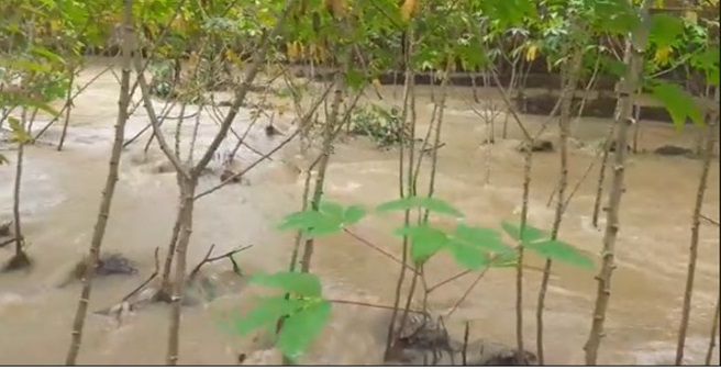 40 hectáreas de yuca y cinco meses de trabajo se inundaron en su totalidad