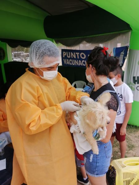 En Yopal, cambios en las fechas de vacunación antirrábica para caninos y felinos