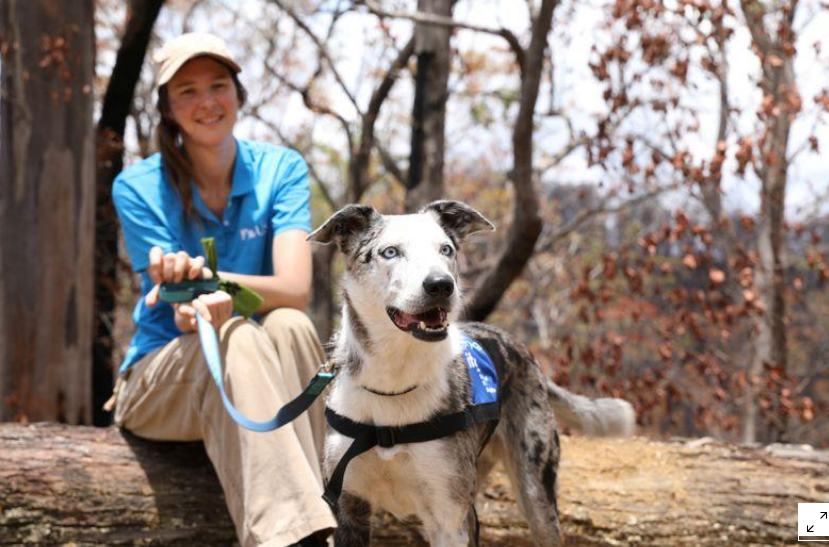 Un equipo de perros lidera la lucha para salvar del fuego a los koalas australianos