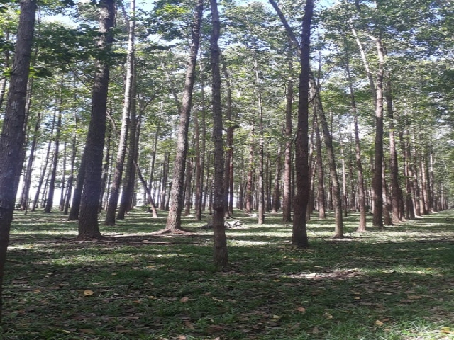 Visitas de seguimiento a plantaciones forestales de Casanare