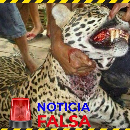 Es falso que un jaguar haya atacado personas y animales en Casanare