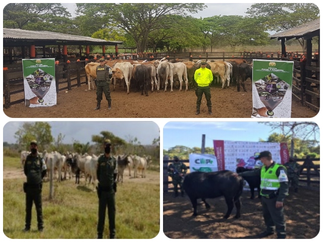 El ICA participó en investigación para dar con contrabandistas de ganado