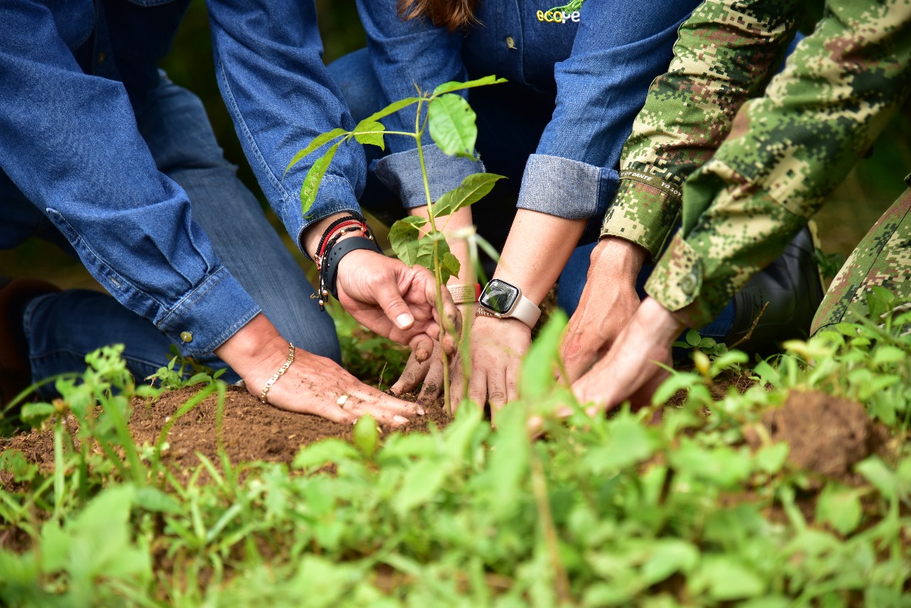A través del apoyo de Ecopetrol, más de 250 mil árboles nativos fueron plantados en Casanare
