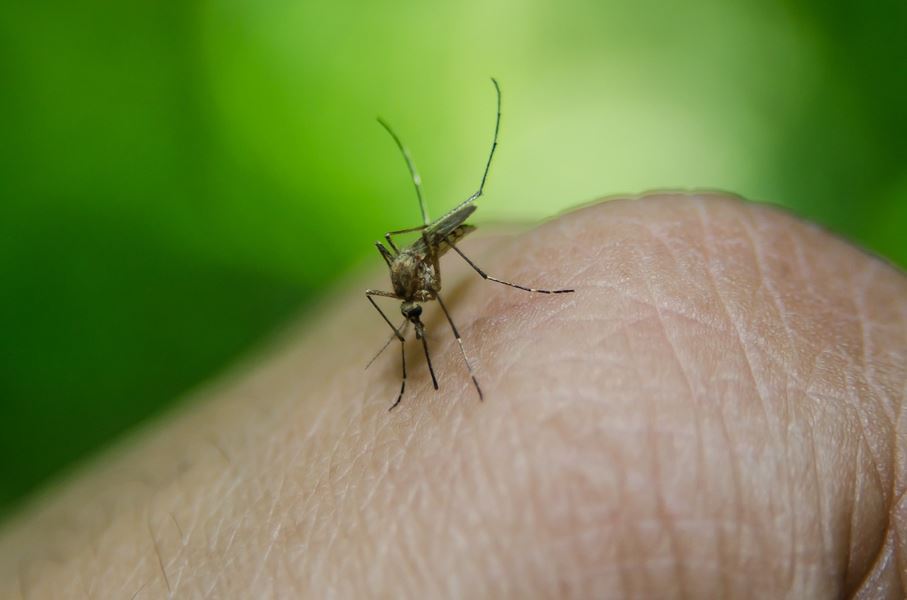 La epidemia de dengue sigue extendiéndose en Yopal