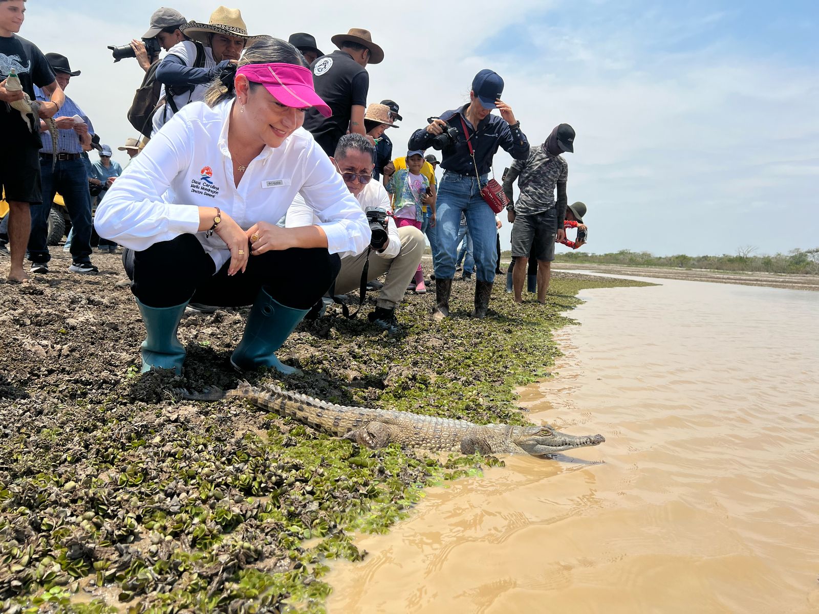 La liberación más grande en la historia del caimán llanero se realizó en Casanare